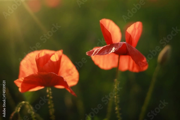 Obraz Sunny poppy background.