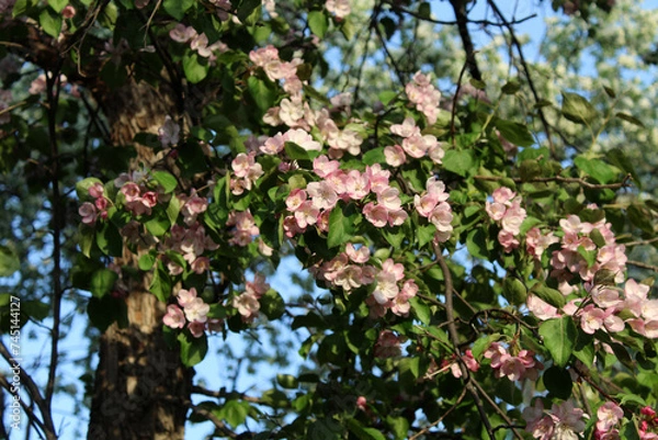 Fototapeta Branches of a blooming apple tree with soft pink flowers. Spring background
