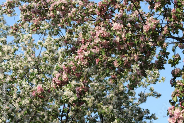 Fototapeta Branches of an apple tree with pink flowers on a background of a white blooming apple tree