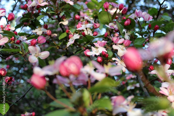 Fototapeta Blooming cherry tree. Flowers and buds of cherry blossom. Selective focus photo. Blurred foreground. Spring background