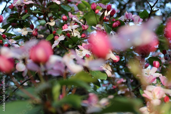 Fototapeta Blooming cherry tree. Flowers and buds of cherry blossom. Photo with selective focus. Blurred foreground. Spring background
