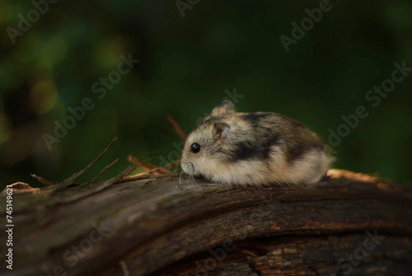 Obraz  Dwarf hamster in the garden. Close up.