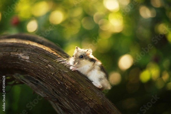 Obraz Cute dwarf hamster in the garden.