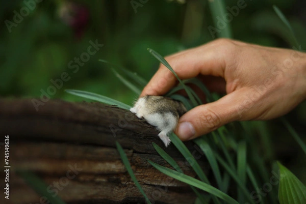 Obraz Hand catching dwarf hamster in the garden.