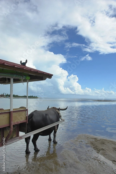 Obraz 由布島＿水牛車＿斜め後ろ