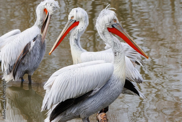 Obraz Weisse Pelikane