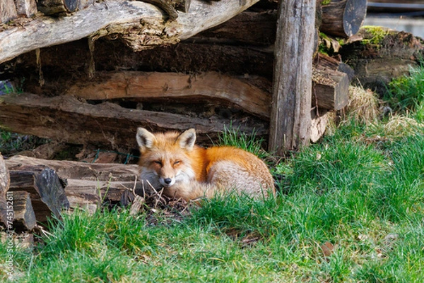 Obraz Schlafender Fuchs