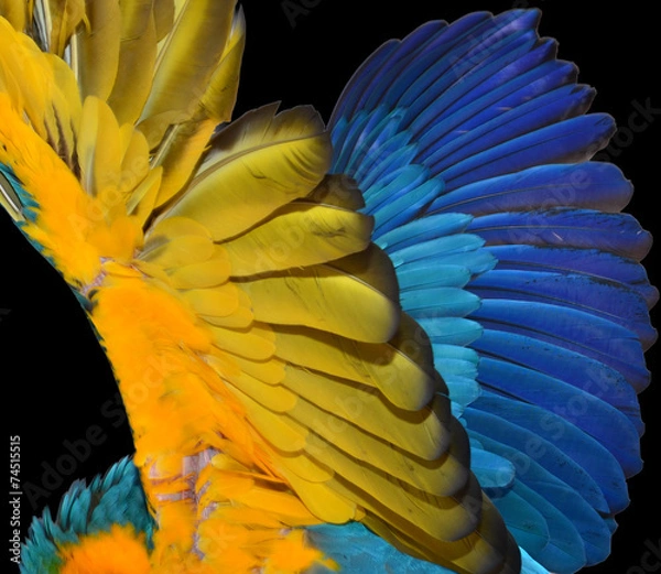 Obraz Macaw Feathers