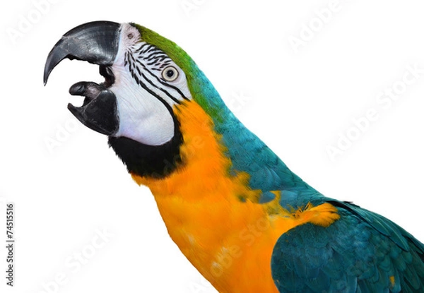 Obraz Blue and Gold Macaw