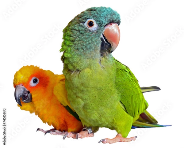 Obraz Conure papugi