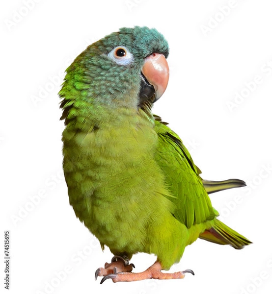Obraz Blue Crown Conure