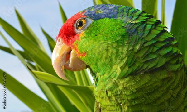 Obraz Meksykańska Amazonka czerwonogłowa