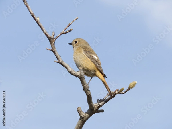 Fototapeta 木の枝にとまるジョウビタキ
