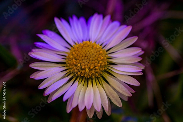 Obraz spring greets us faster and faster