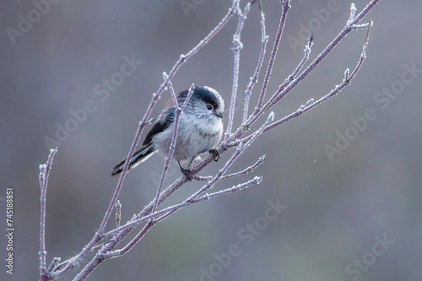 Obraz long tailed tit