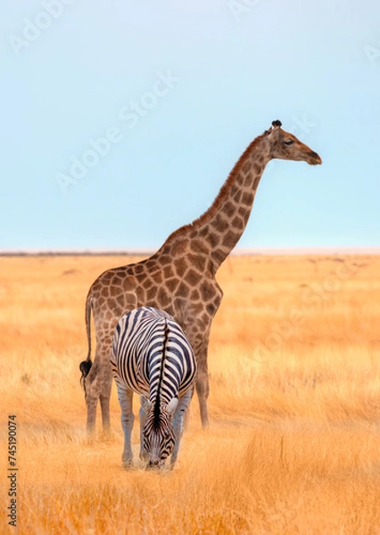 Fototapeta Herd of zebra grazing in the open savannah with a lone giraffe - Ethosa national park - Namibia, Africa