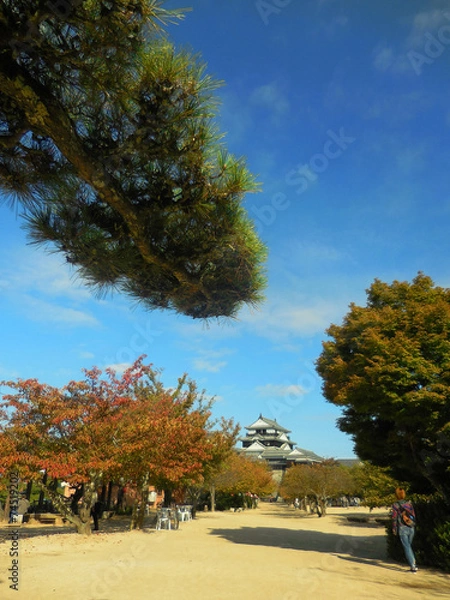 Fototapeta 愛媛、松山城と松
