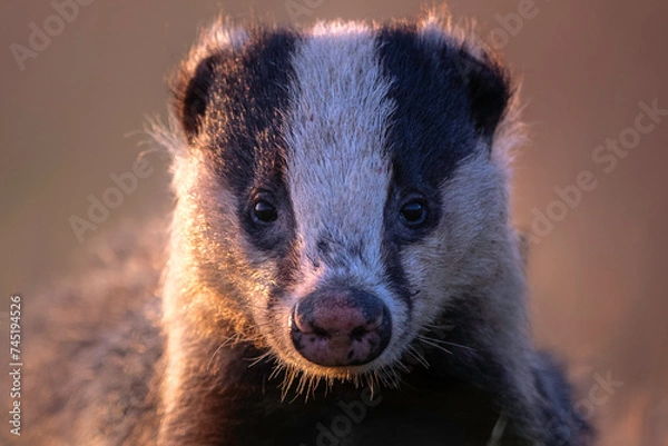 Obraz badger portrait