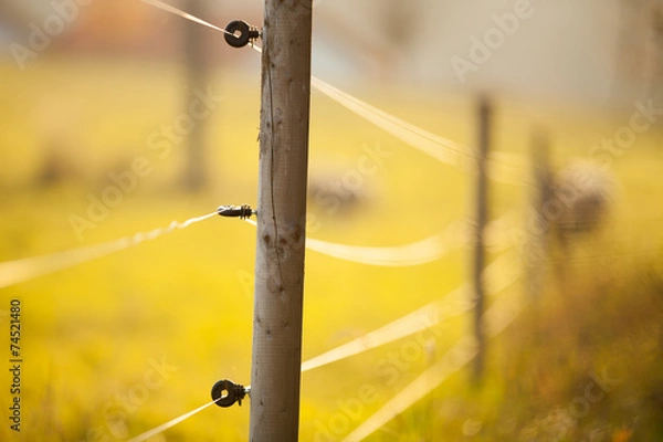 Obraz Ogrodzenie elektryczne wokół pastwiska ze zwierzętami hodowlanymi
