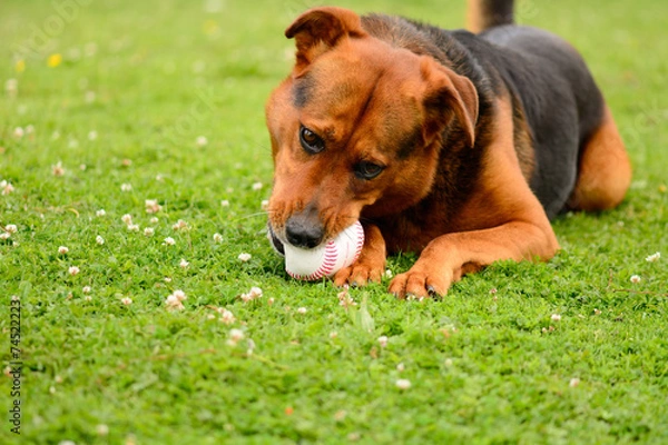 Obraz Dog chewing on baseball