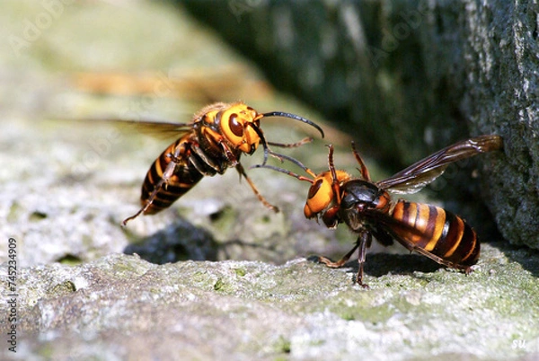 Obraz bee on the ground