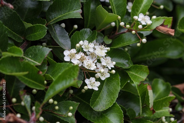 Fototapeta Pyracantha coccinea