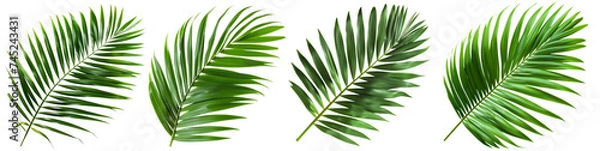 Fototapeta Collection of palm leaves in transparent background, natural tropical plant leaves, aesthetic tropical plants suitable for collage design. Created with Generative AI.