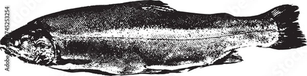 Fototapeta Black and white illustration sketch of a Salmon hand drawing vector isolated on white background.