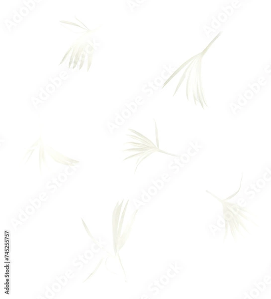 Fototapeta Fresh cornflower blossom beautiful white flowers falling in the air isolated on white background. Zero gravity or levitation spring flowers conception, high resolution image