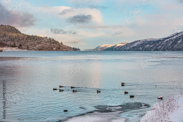 Fototapeta Loch Ness on an icy winter day, with ducks swimming in the foreground and mountains in the distance