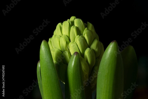 Fototapeta unbloomed hyacinth close up on a black background. nice shape and colors