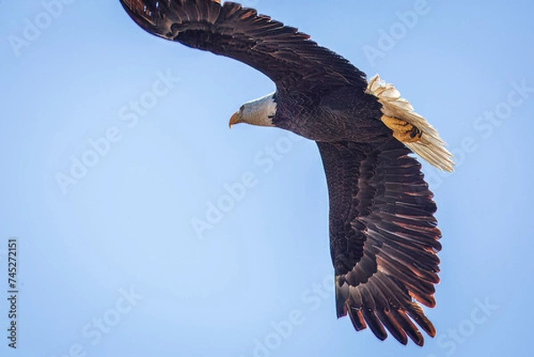 Obraz Bald Eagle in Flight