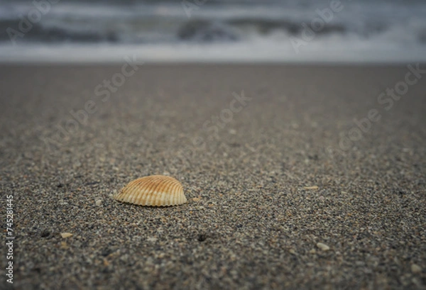 Obraz Single shell at low tide on the beach