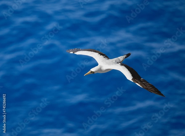 Obraz MAsked Booby flying over the blue ocean waves