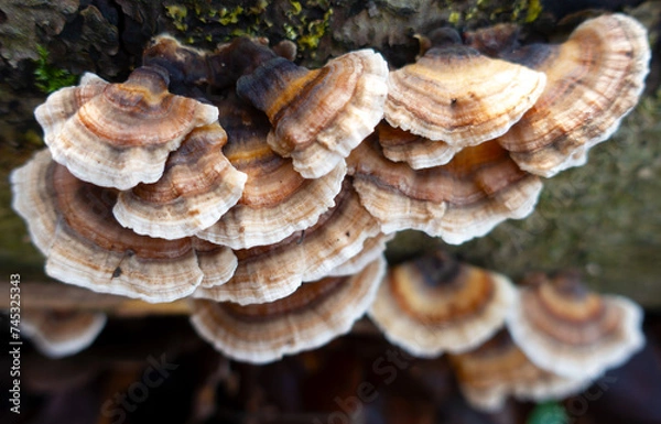 Fototapeta mushroom on the tree