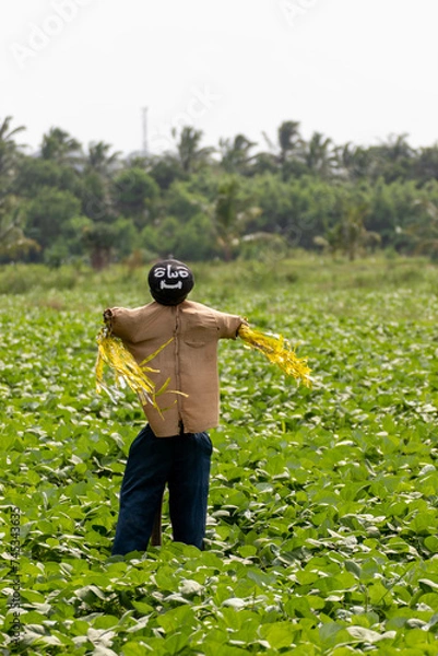 Obraz espantapajaros en el campo
