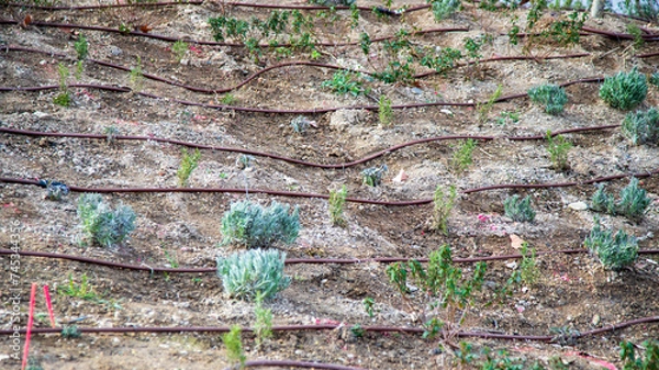 Obraz arrosage goutte à goutte.