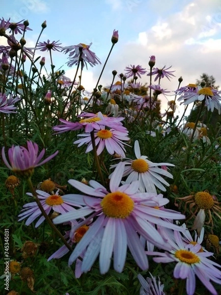 Obraz Pink ragwort - Senecio glastifolius