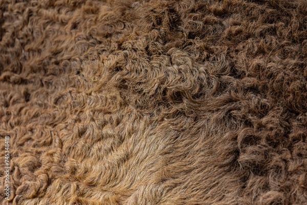Fototapeta close up of fur texture