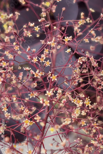 Obraz Cotinus coggygria