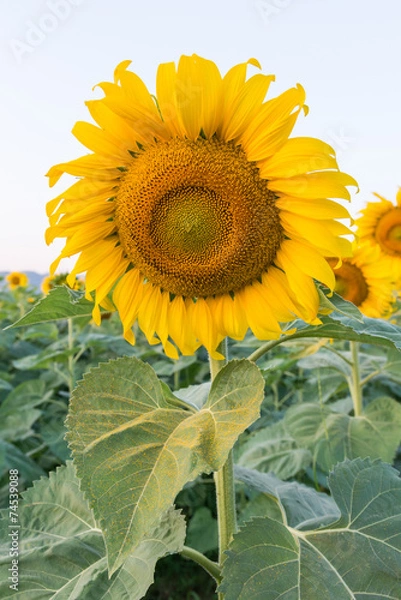 Obraz A beautiful sunflower field