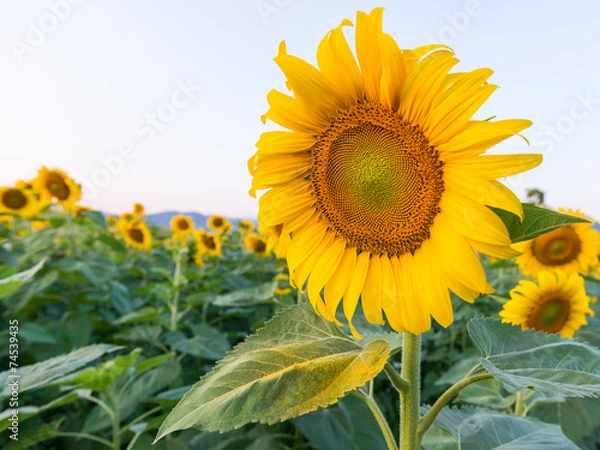 Obraz A beautiful sunflower field