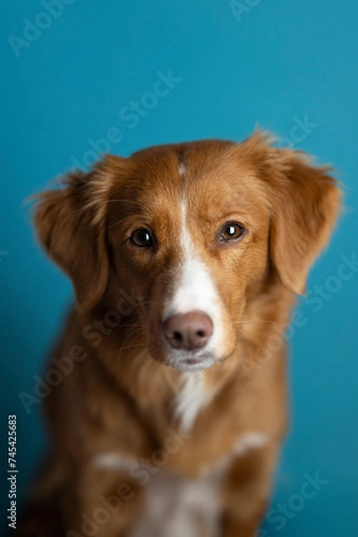 Obraz Pies na niebieskim tle