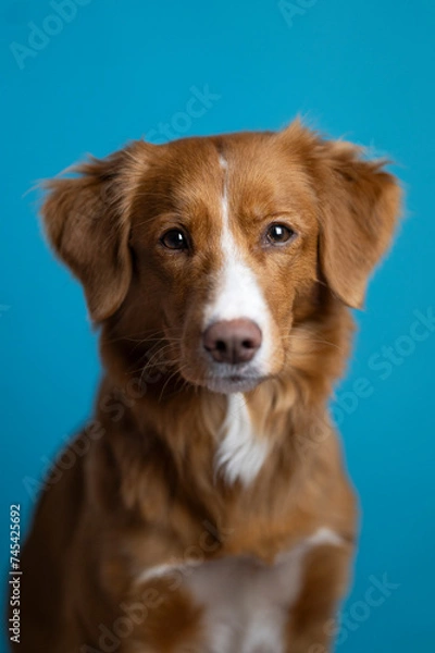 Obraz Pies na niebieskim tle