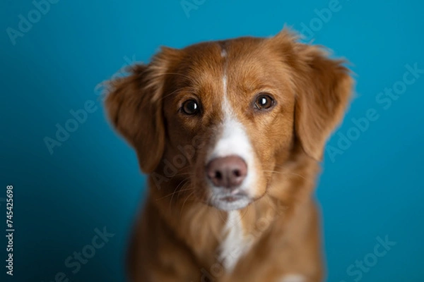Obraz Pies na niebieskim tle