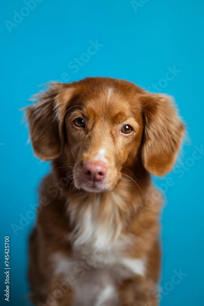 Obraz Pies na niebieskim tle