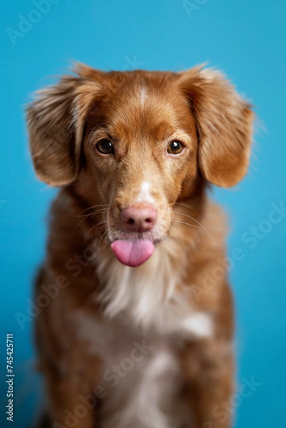 Obraz Pies na niebieskim tle