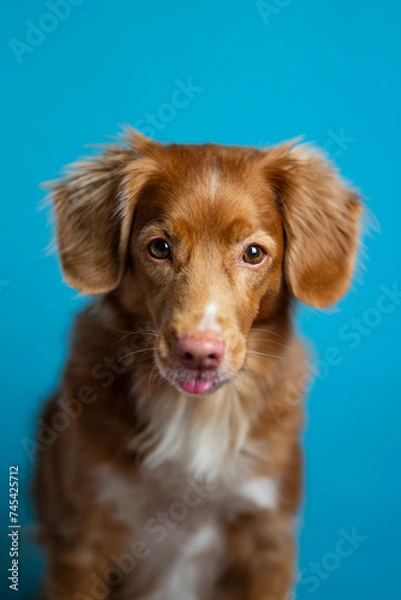 Obraz Pies na niebieskim tle