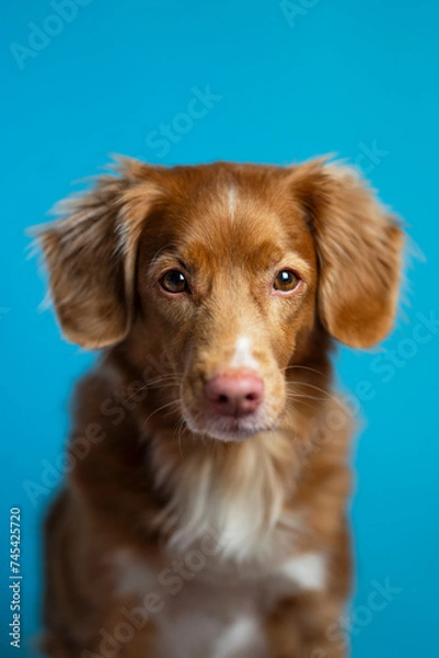 Obraz Pies na niebieskim tle