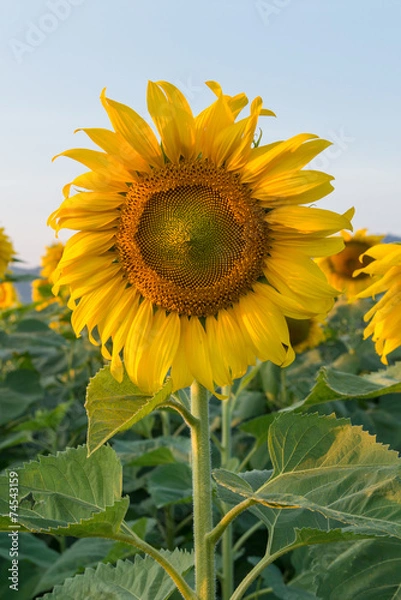 Obraz A beautiful sunflower field